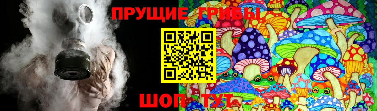 Балаково  хочу   Вход с VPN  Псилоцибиновые грибы Psilocybine cubensis 